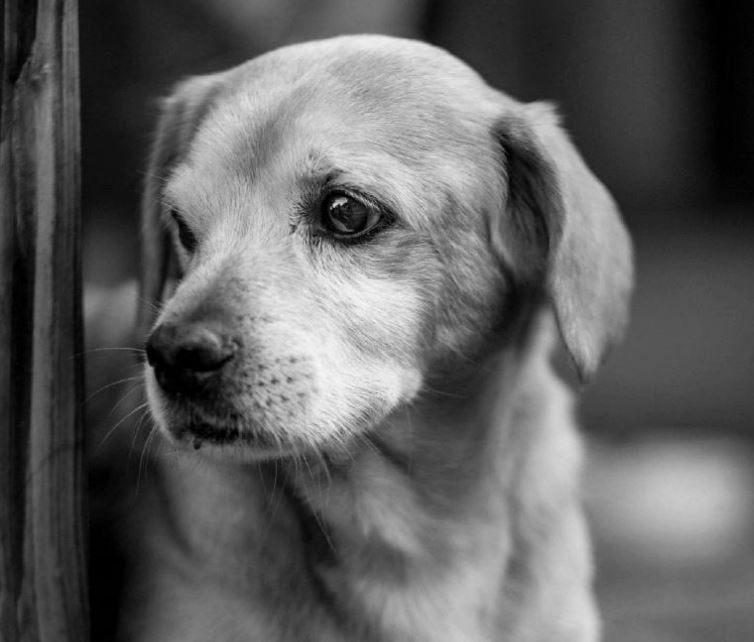 Lån for å kjøpe hund